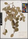 Foto von Salix caprea L.